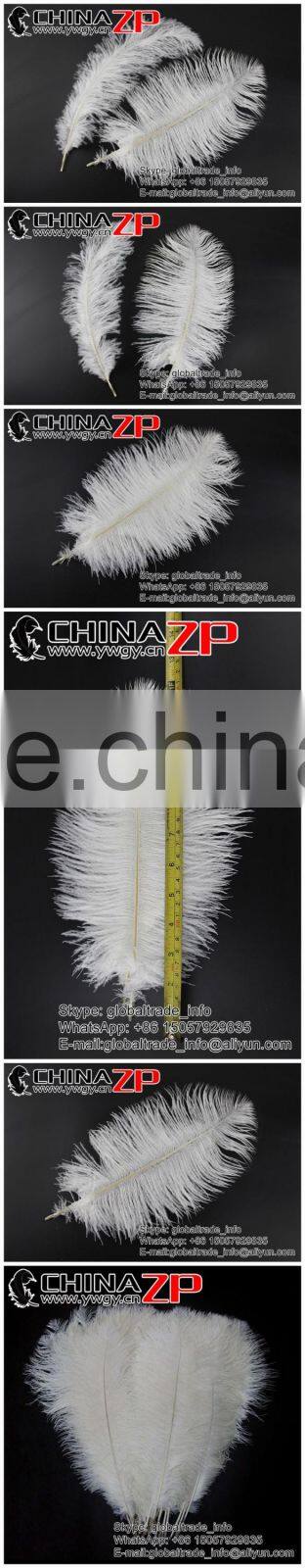ZPDECOR Wholesale Exporting Selected Prime Quality from 12'' to 14'' White Ostrich Feather for Sale