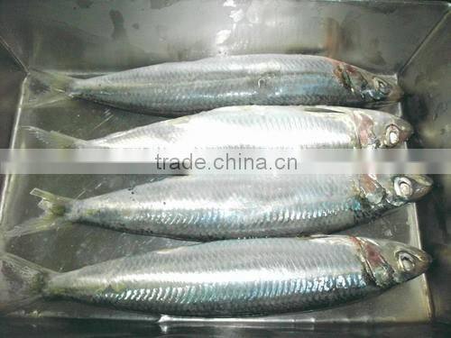 Canned fishCanned sardine in tomato sauce 155g