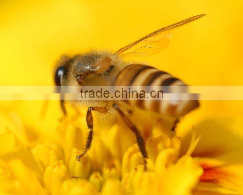 white bee honey