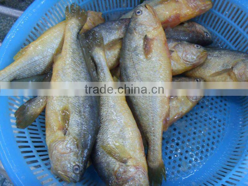 Whole round Frozen Fish Frozen Yellow croaker