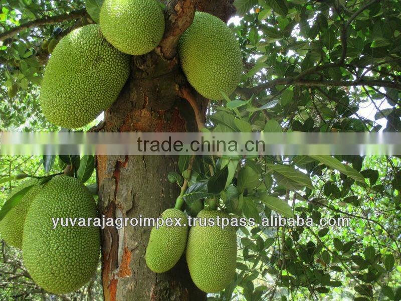 Jackfruit