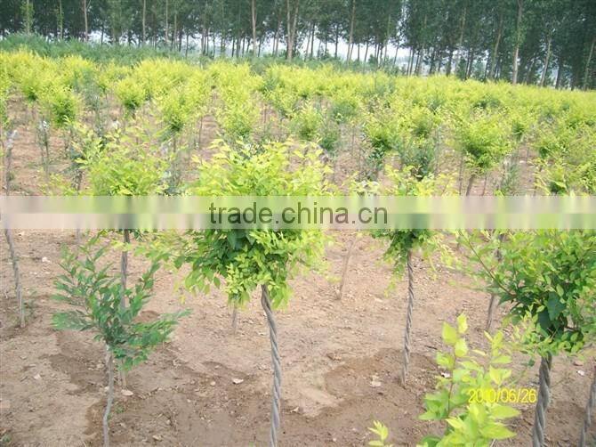 Ulmus pumila L. seedling