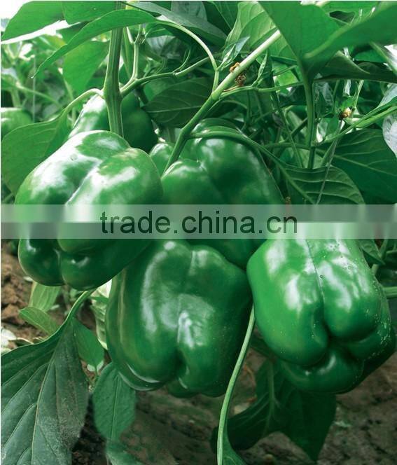 Bulk pepper seeds best quality