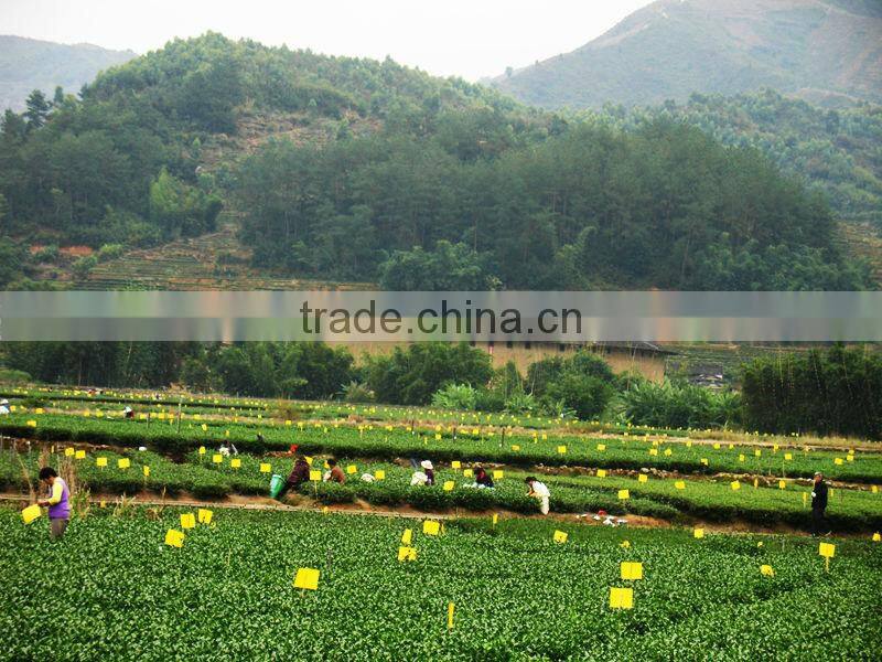 Pheromone lure of Diaphorina citri and trap set