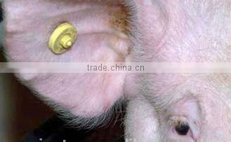 rfid UHF 860-960mhz Animal Rabbit Cattle Cow Sheep Goat Pig ID Ear Tag
