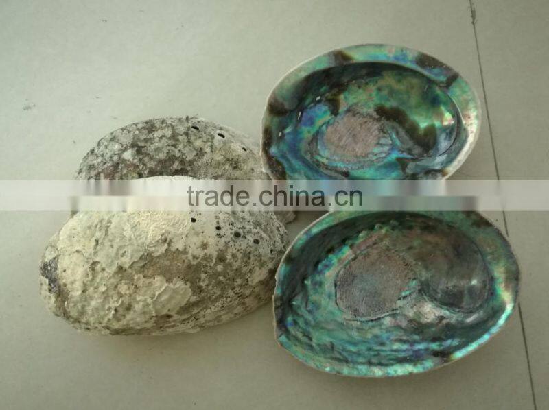 Green new zealand paua abalone shell raw material