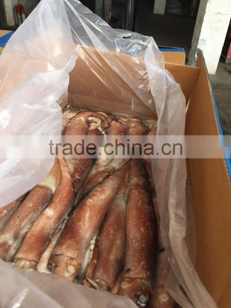 Frozen China origin Todarodes Pacificus squid Japanese flying W/R