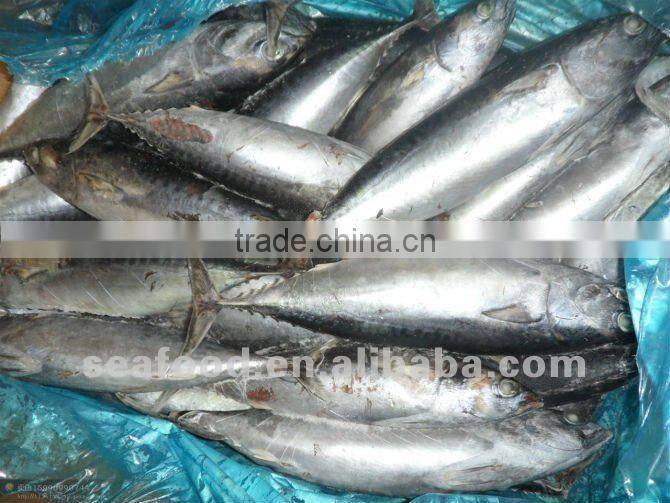 Frozen bonito fish with cheap price