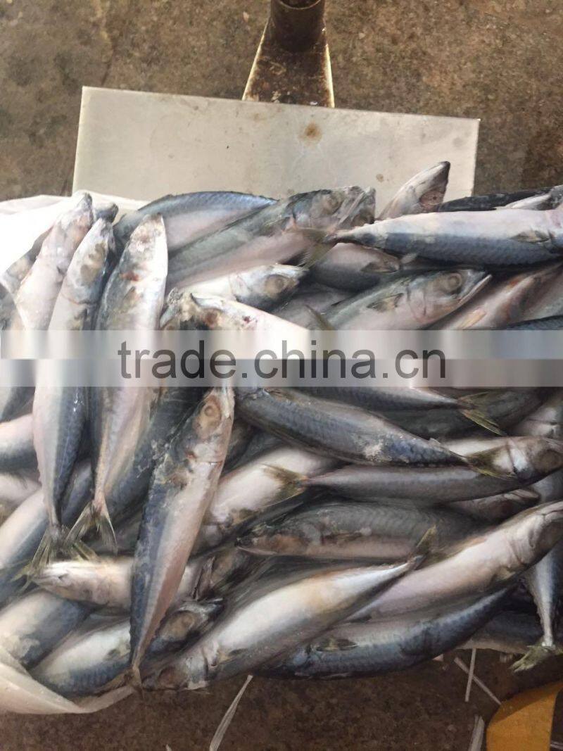 land frozen 80-150g pacific mackerel