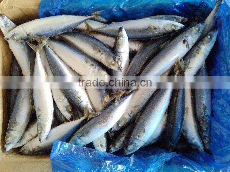 best price frozen mackerel fish