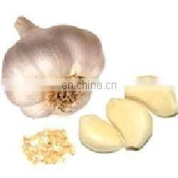 Garlic Powder single spice Vietnam high quality