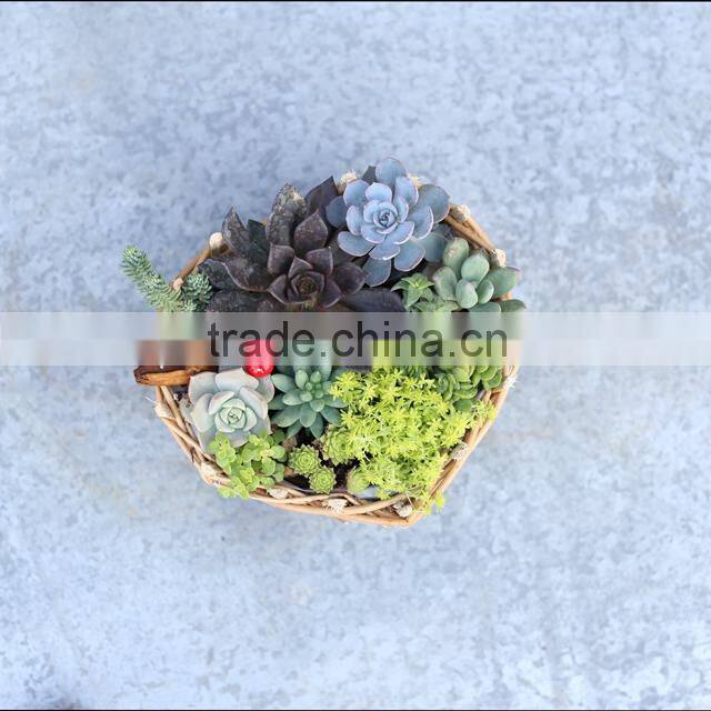 Natural 100% handmade heart-shaped wicker plant basket