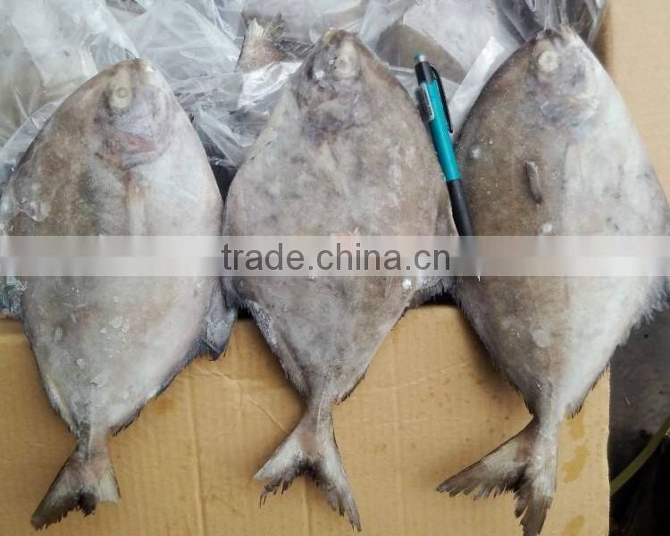 New season Seafood Frozen black pomfret W/R price