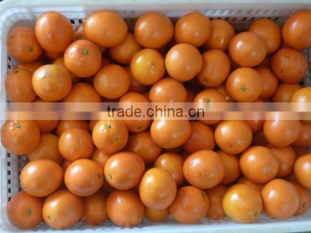 2015 fresh navel orange from jiangxi on sell
