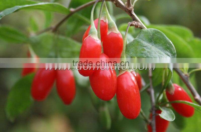 Organic Ningxia Hot Sale Goji Berries