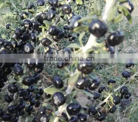 Organic Black Goji Berry seeds