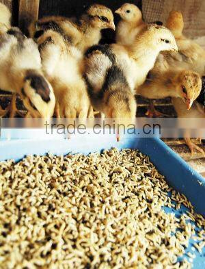 CE approval chicken/pig/rabbit feed production line//0086-15838061756