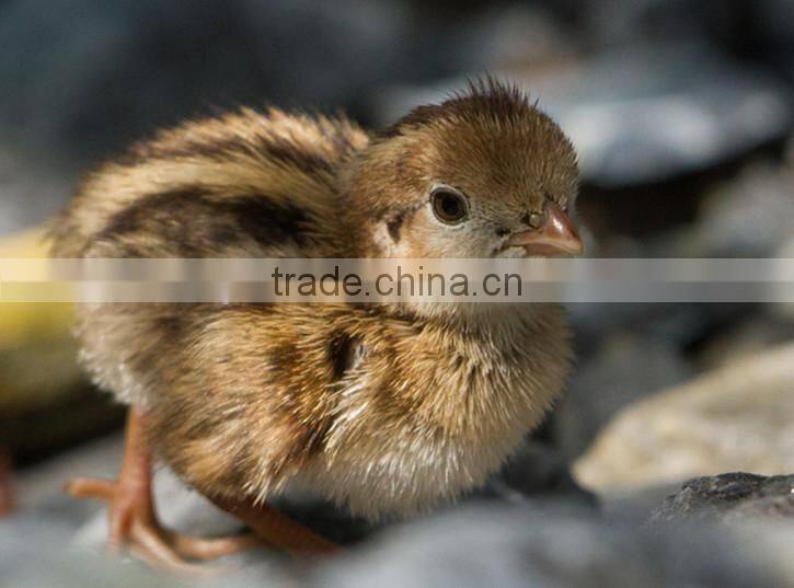 quail egg trays for incubator