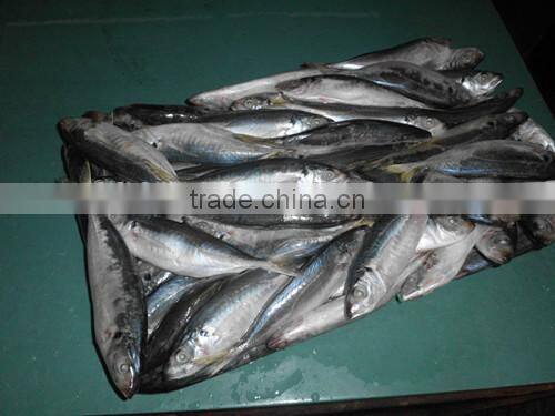Superior quality 18CM China made frozen fresh horse mackerel