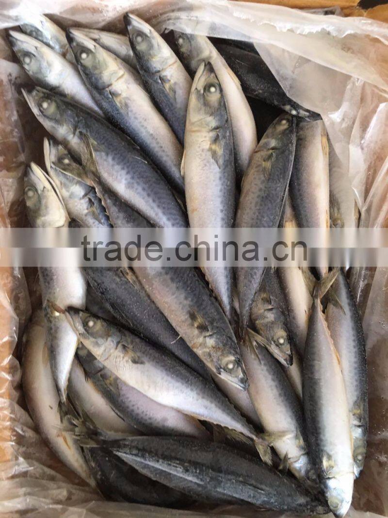 Scomber Japonicus Grade A Frozen Pacific Mackerel