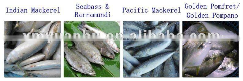 Frozen fresh sciaenops ocellatus fillet