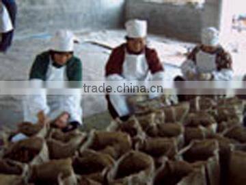 supply Chinese fresh chestnut