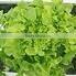 Organic fresh lettuce Green Oak