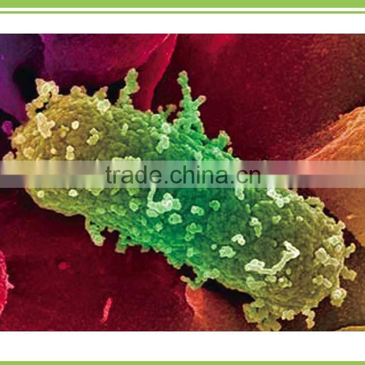 microbial fungicide for seed treatment to prevent fungi, soil brone disease