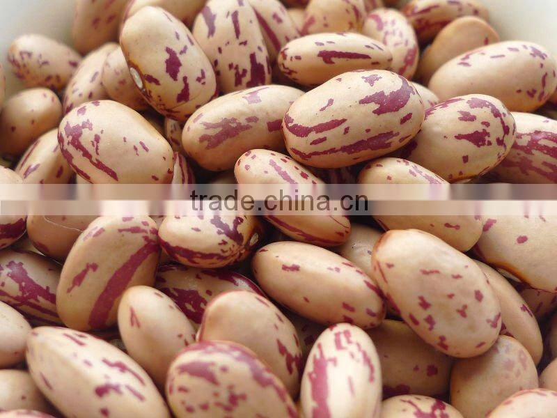 all sizes round Light Speckled Kidney Beans