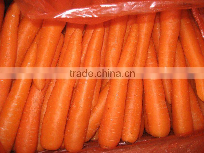 China New Crop Yellow Carrot