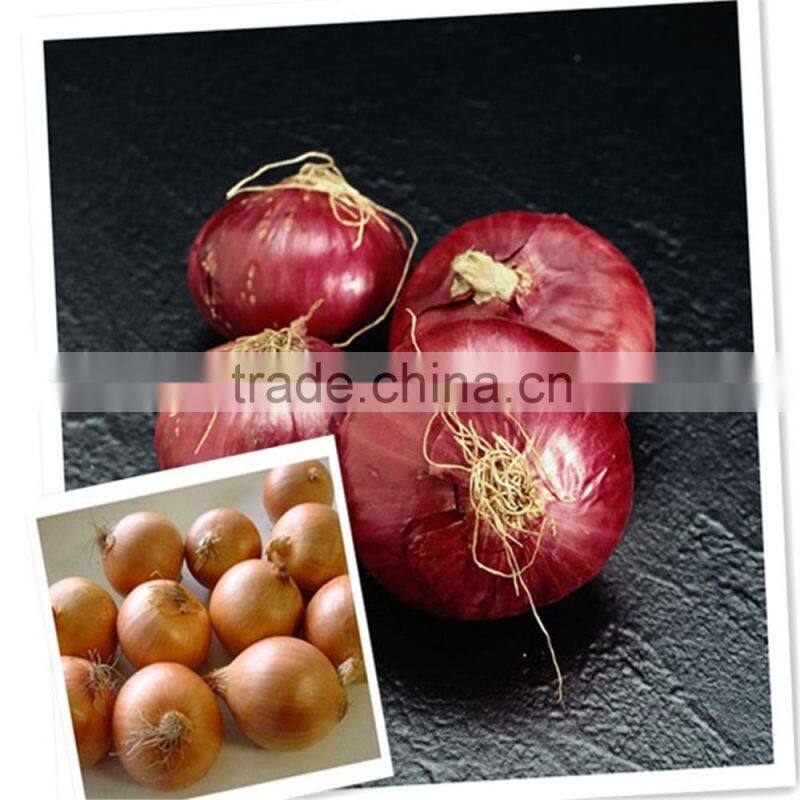 fresh Chinese red onion