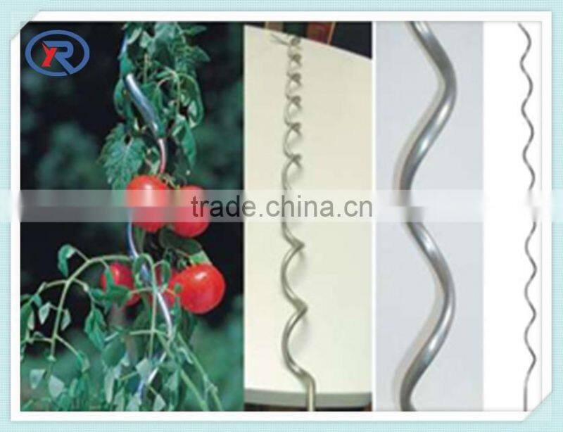 grape plant growing vegetable support spiral wire