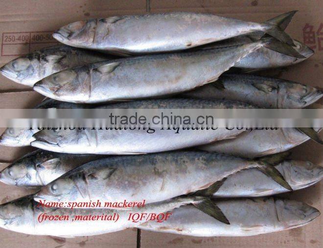 Spanish mackerel steak