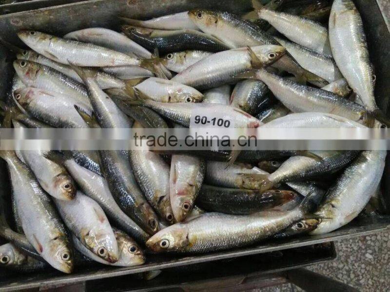 Frozen Sardine For Bait