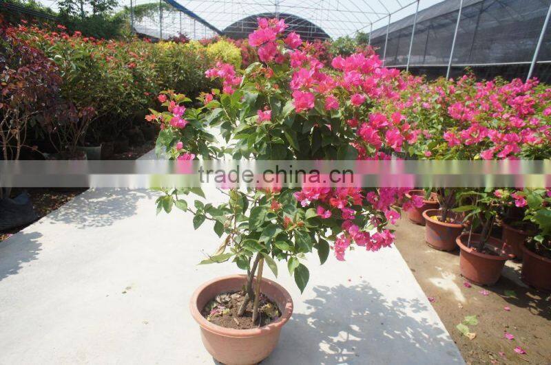 Bougainvillea spectabilis