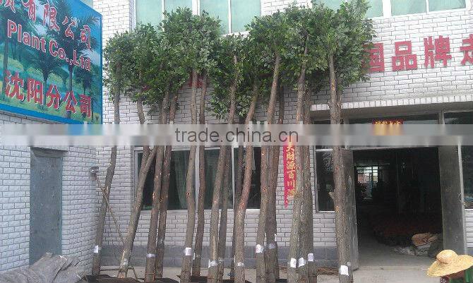 artificial outdoor or indoor green bamboo