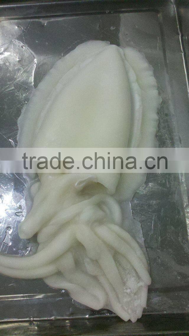 Full cleaned cuttlefish