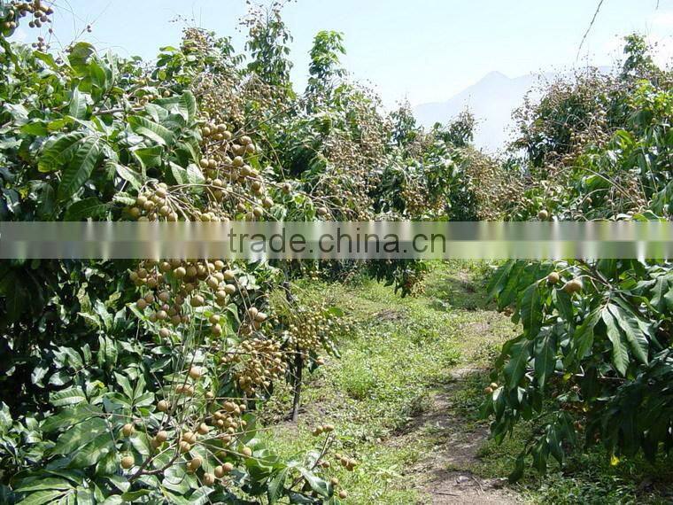 100% sweet,juicy,health longan thai fruit fresh