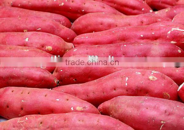 Sweet potato starch making line cleaning machine/potato peeling machine