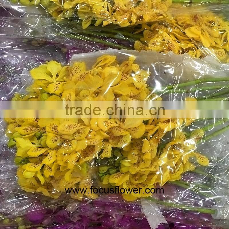 Natural Plants Fresh Cut Yellow Orchid Thailand For Party