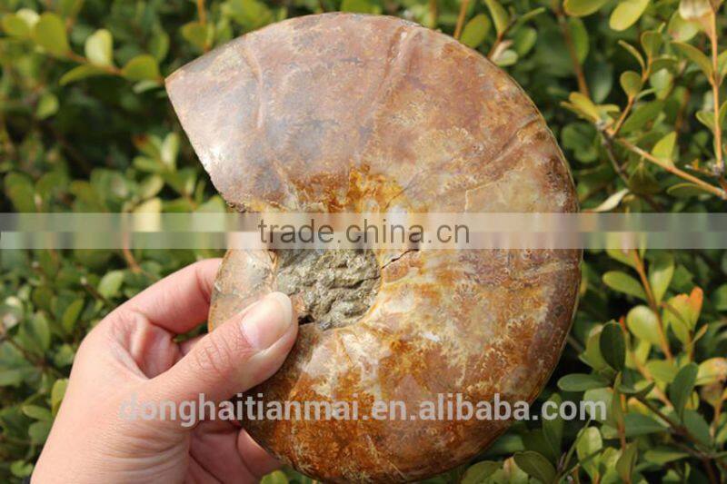 Wholesale Large Snail Fossils/Gemstone Jewelry/Gemstone Art Crafts