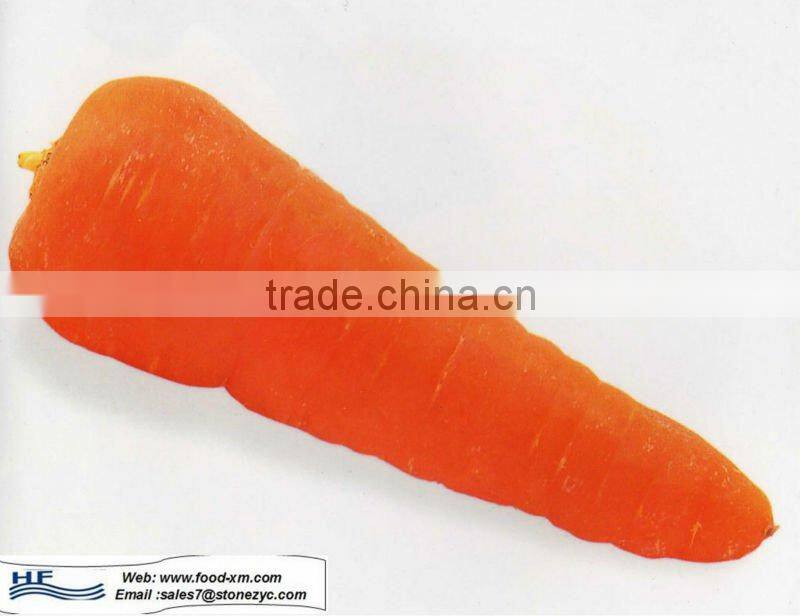 new carrot, fresh carrot, new crop carrot