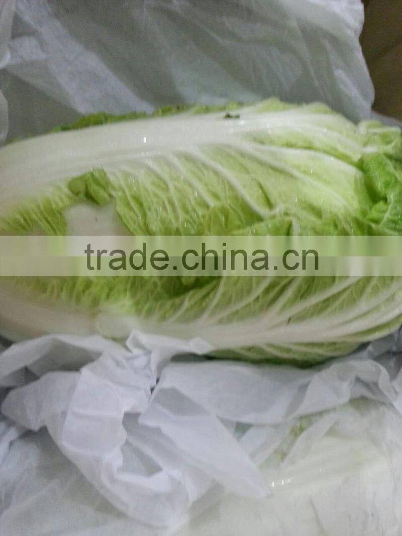 fresh new crop chinese cabbage