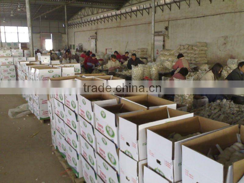 pure and white garlic price in new season