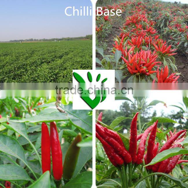High Quality Dried Pepper Chili