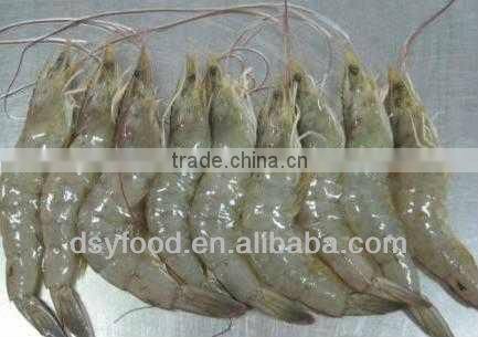 frozen vannamei shrimp