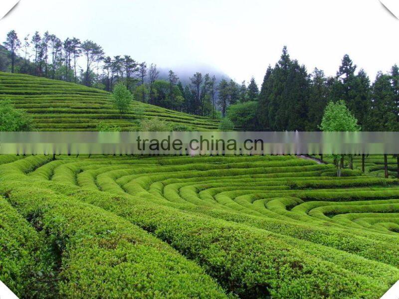 2016 new spring precious cheap hot sale Gunpowder Tea 9375