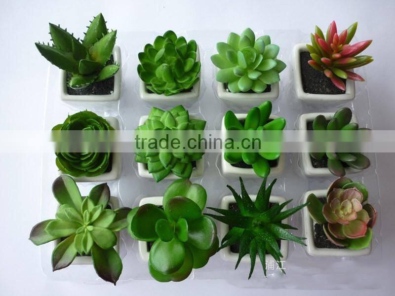 3 inches squared mini pot plant