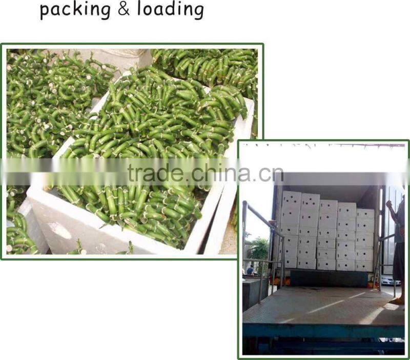 spiral lucky bamboo 25cm-100cm DRACAENA SANDERIANA air bonsai tree indoor aquatic feng shui plants nursery garden decoration