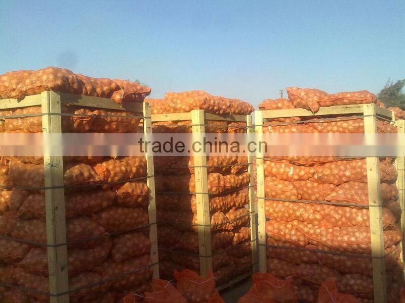 onion ( Red - Yellow - White - spring onion )